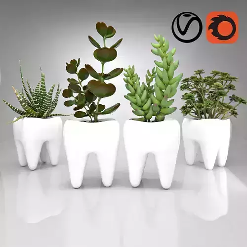 Tooth  Pot - Succulent Plant 