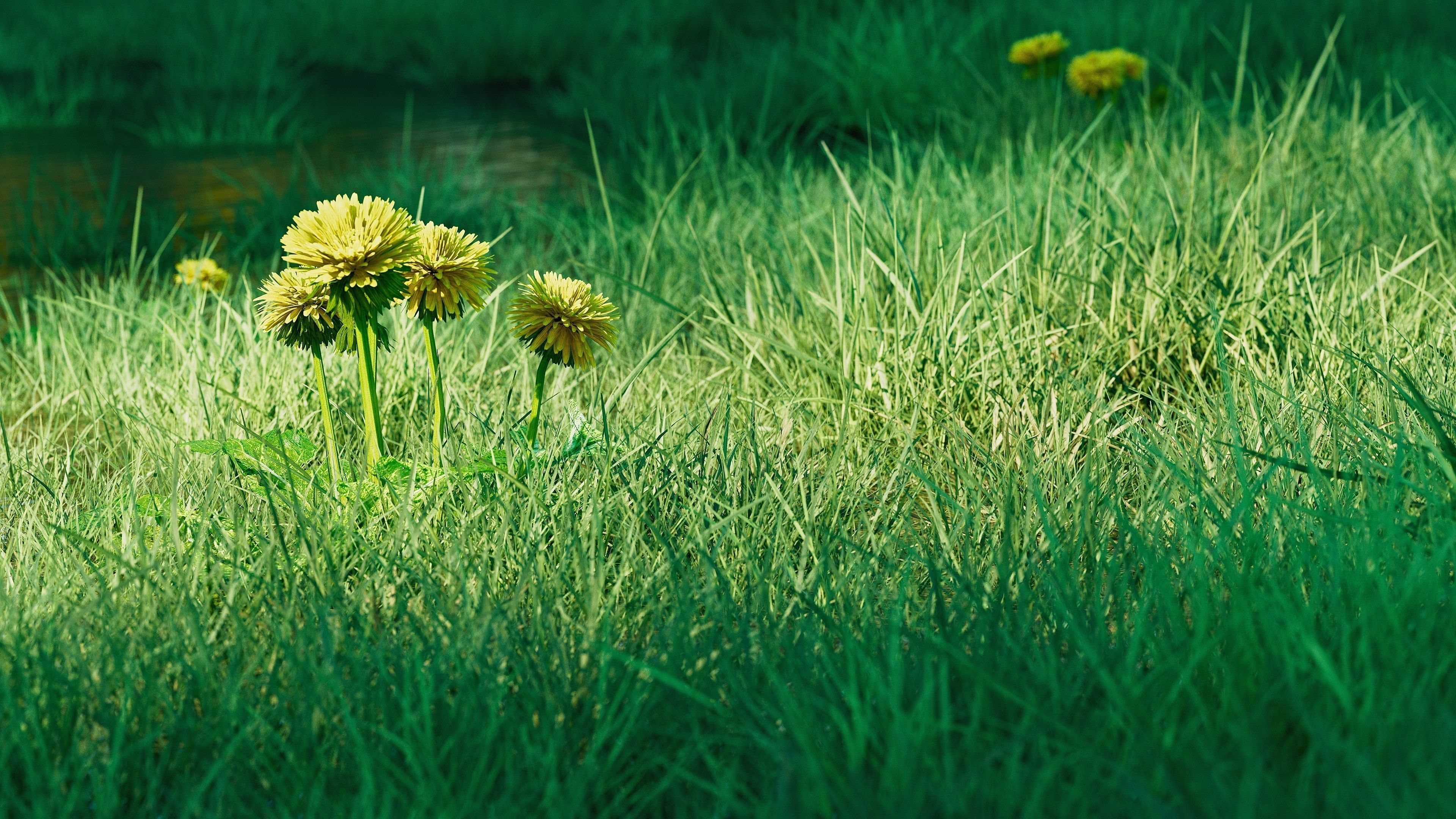 Realistic Grass Pack - CGrass v2 Low-poly 3D model_7