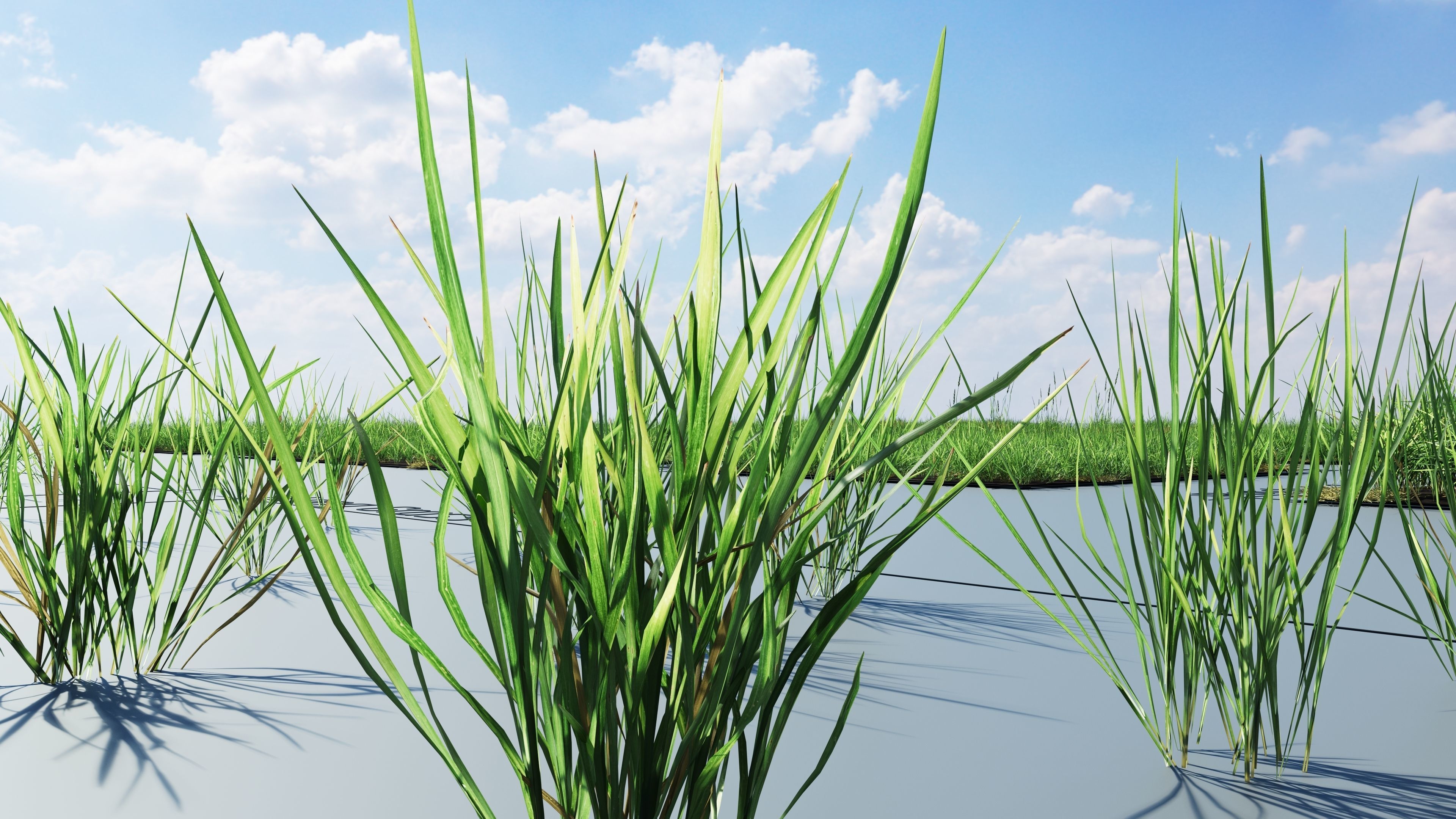 Realistic Grass Pack - CGrass v2 Low-poly 3D model_11