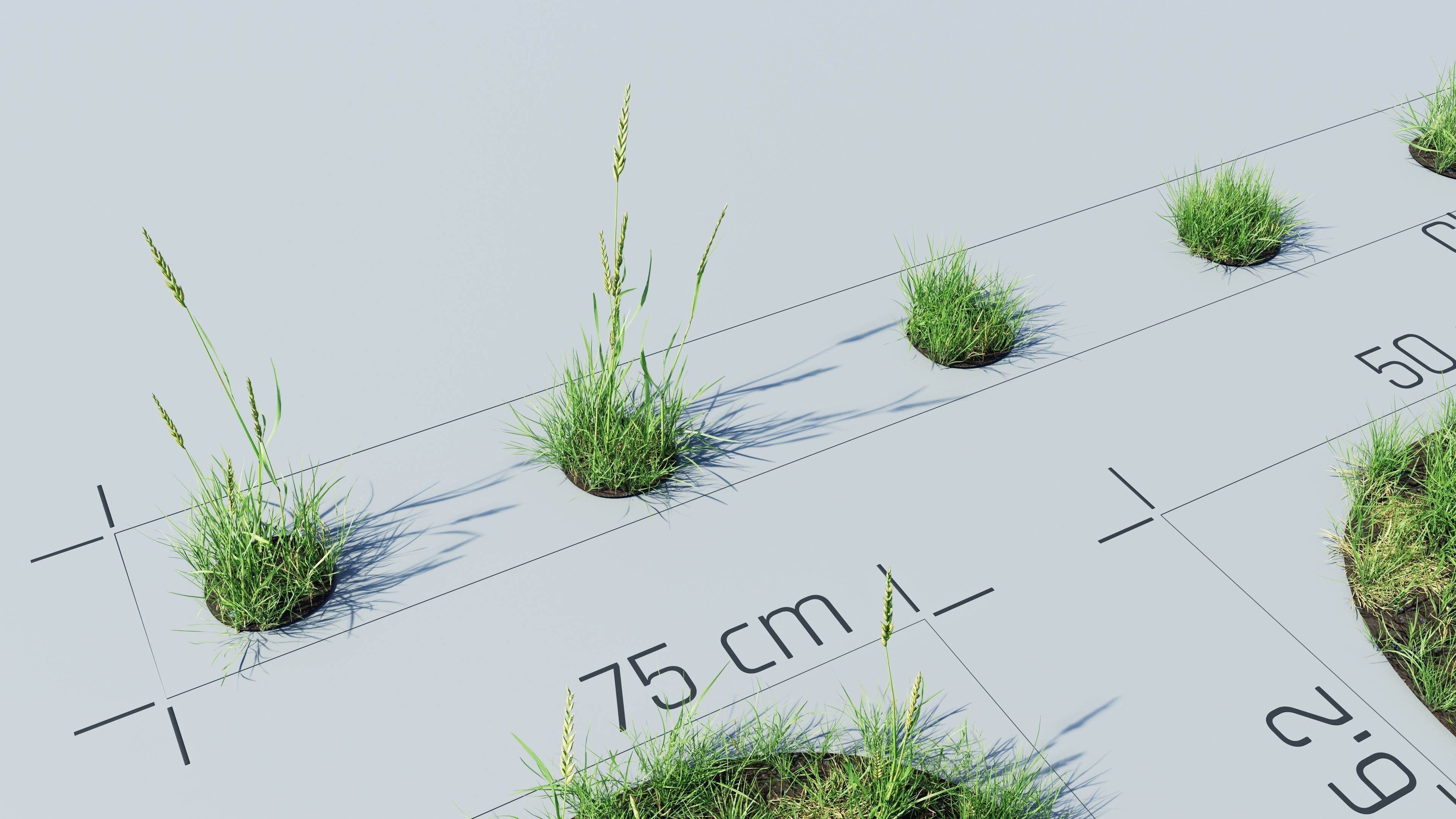 Realistic Grass Pack - CGrass v2 Low-poly 3D model_39