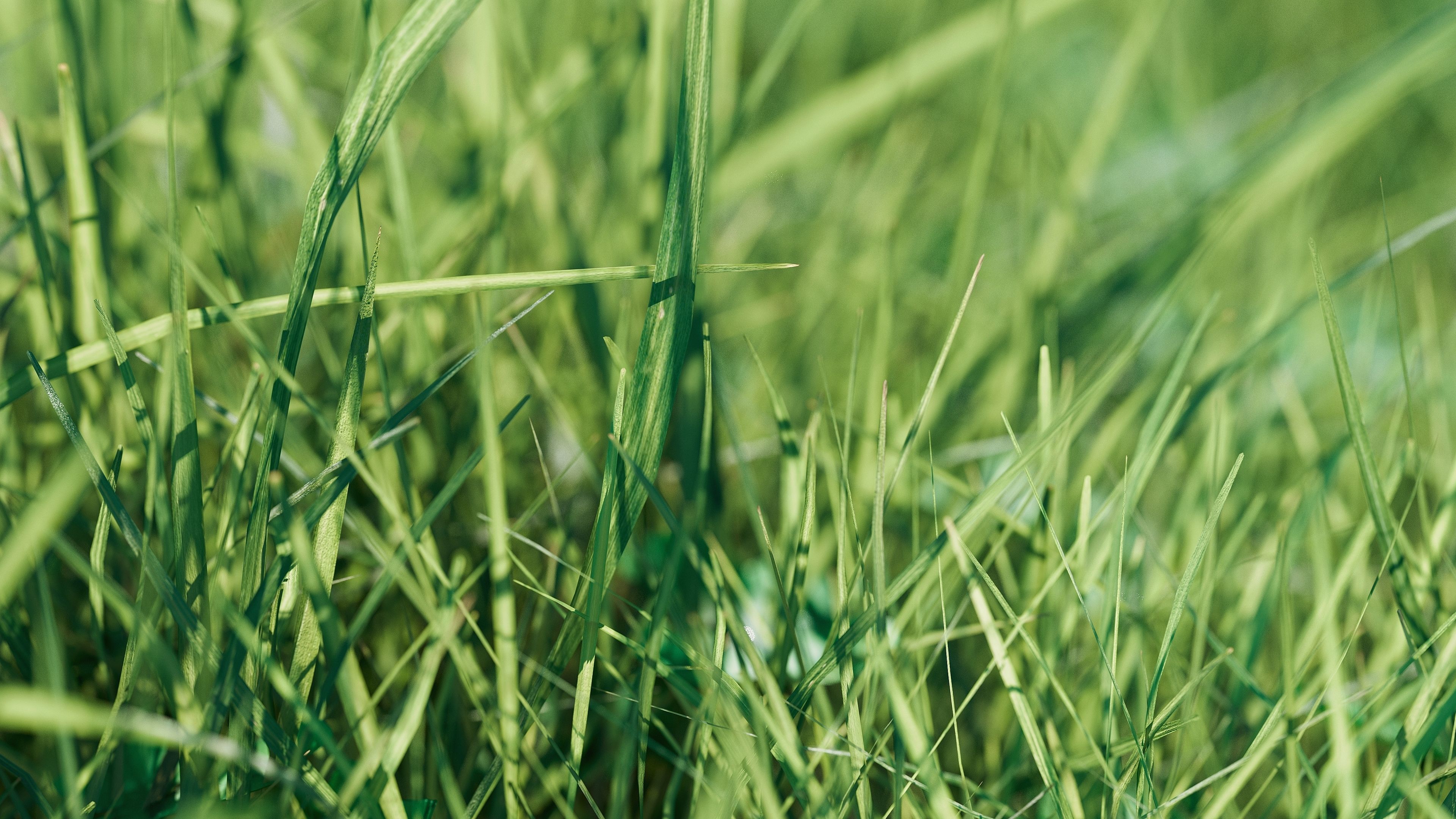 Realistic Grass Pack - CGrass v2 Low-poly 3D model_5