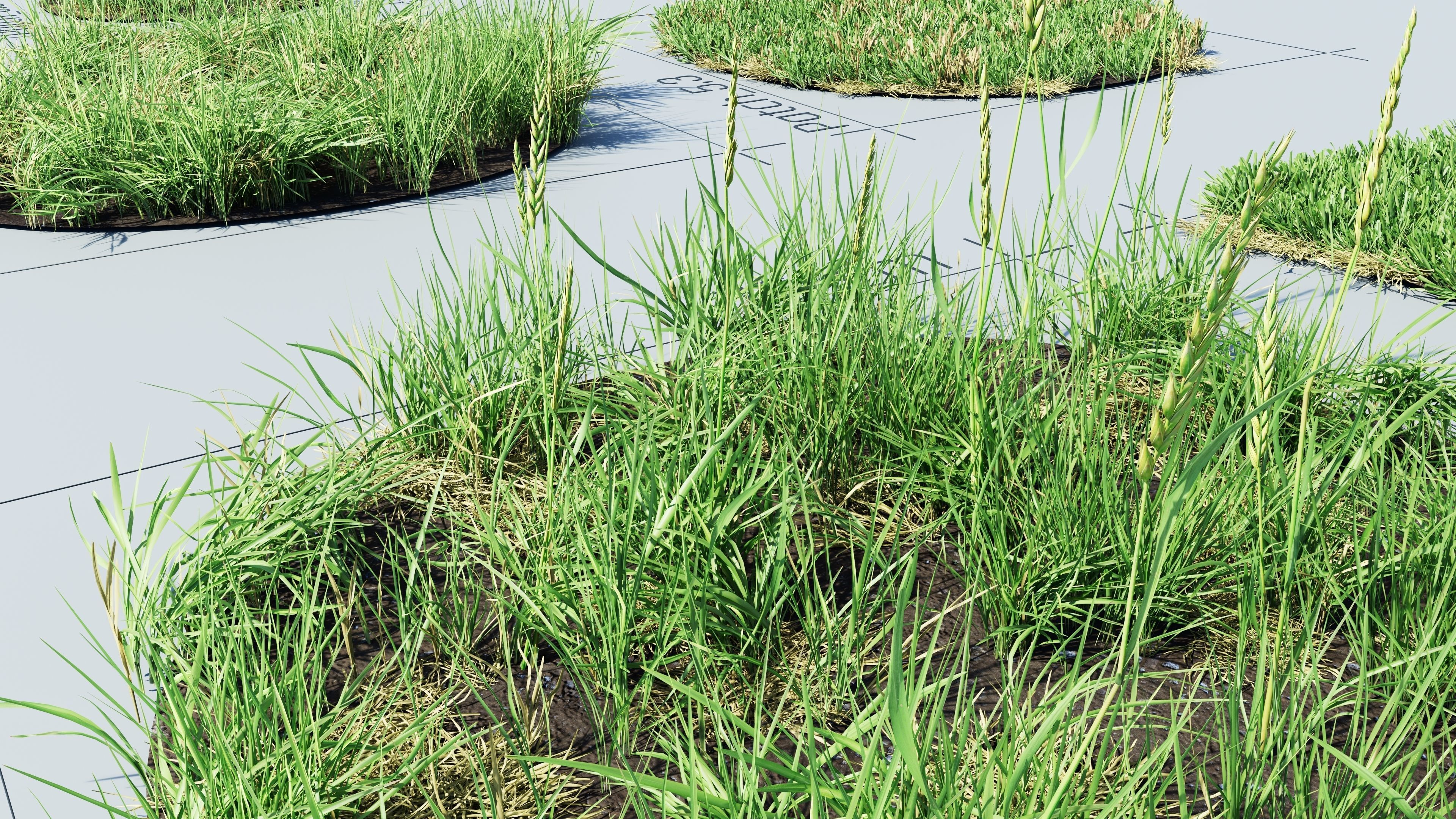 Realistic Grass Pack - CGrass v2 Low-poly 3D model_38