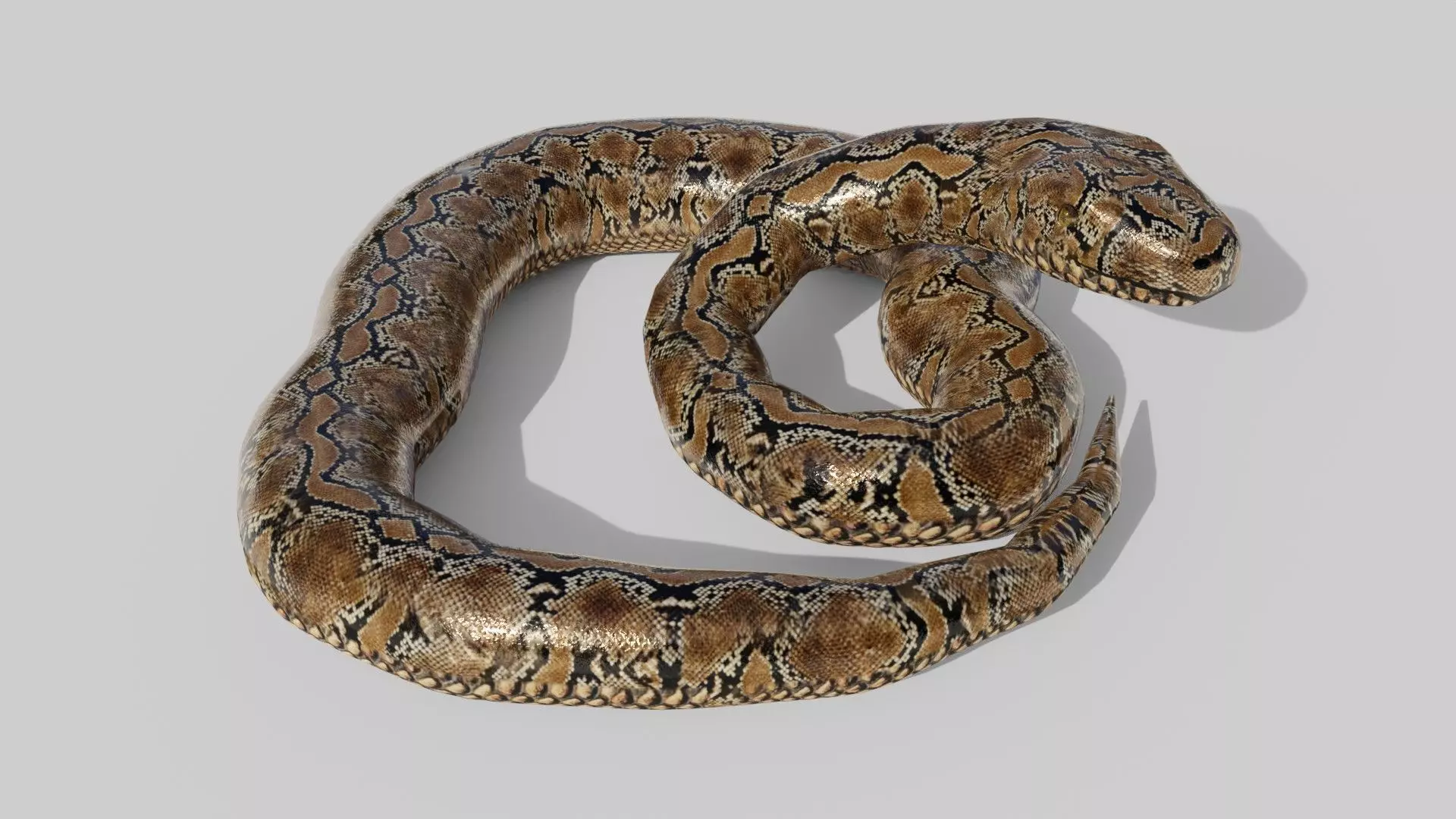 Python Snake - Low Poly -  Game Ready - PBR Low-poly 3D model_0