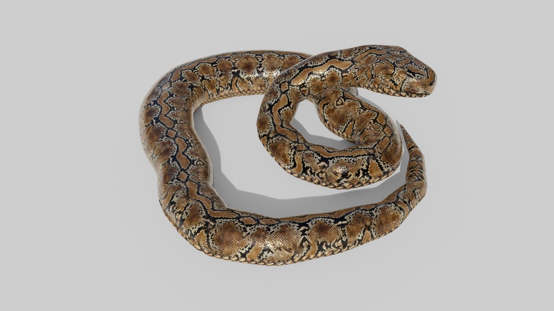 Python Snake - Low Poly -  Game Ready - PBR Low-poly 3D model_2