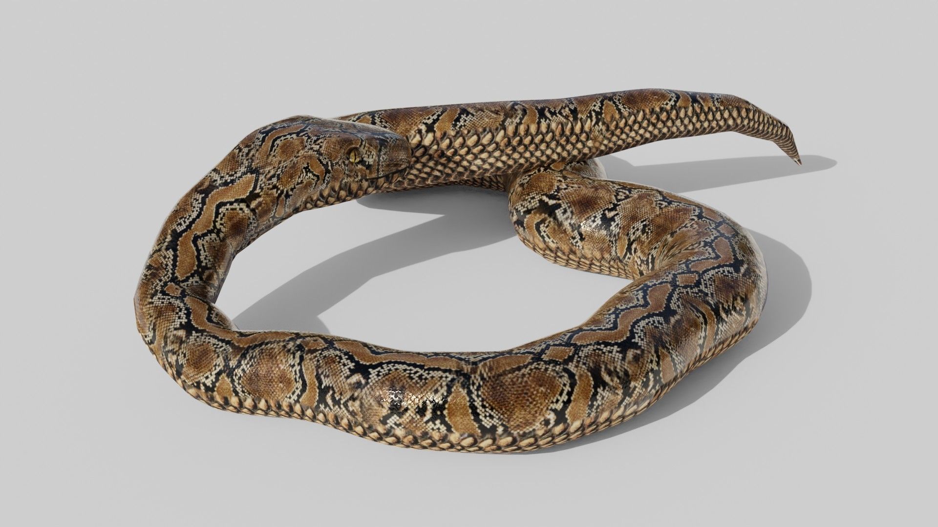 Python Snake - Low Poly -  Game Ready - PBR Low-poly 3D model_5