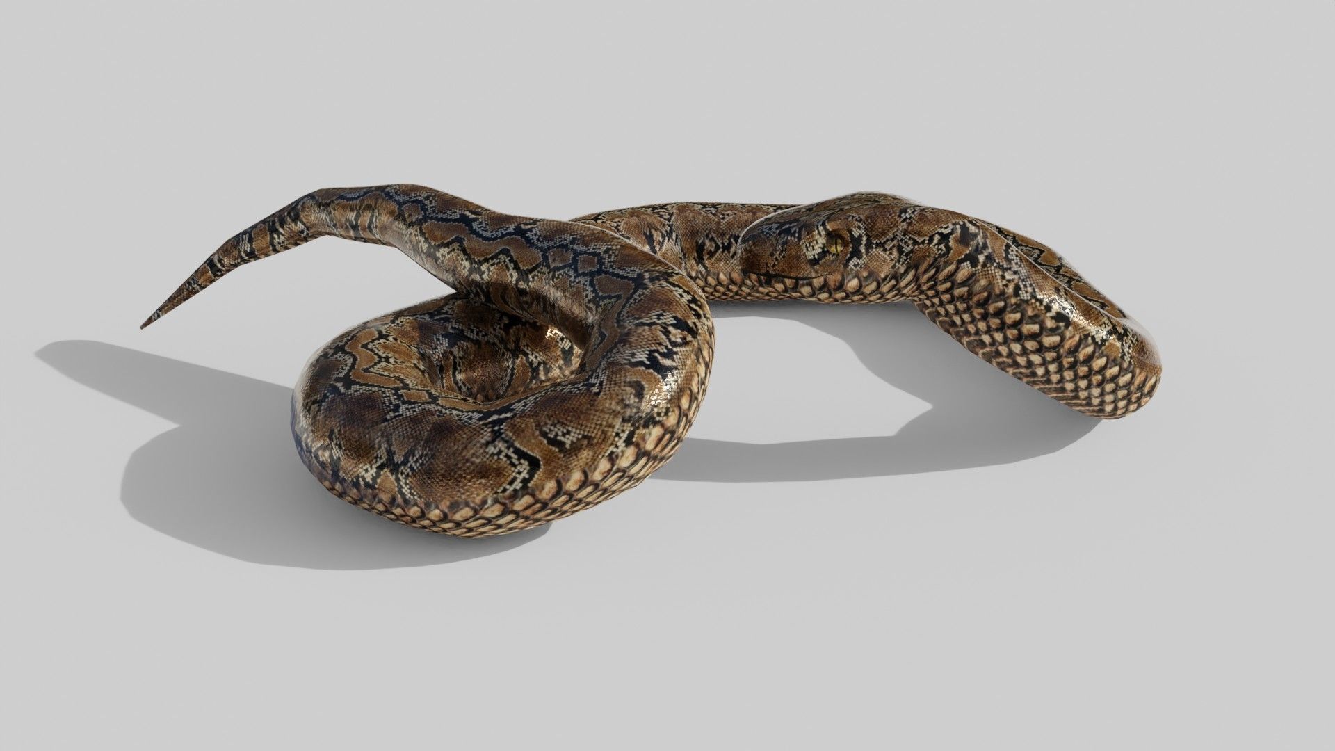 Python Snake - Low Poly -  Game Ready - PBR Low-poly 3D model_6