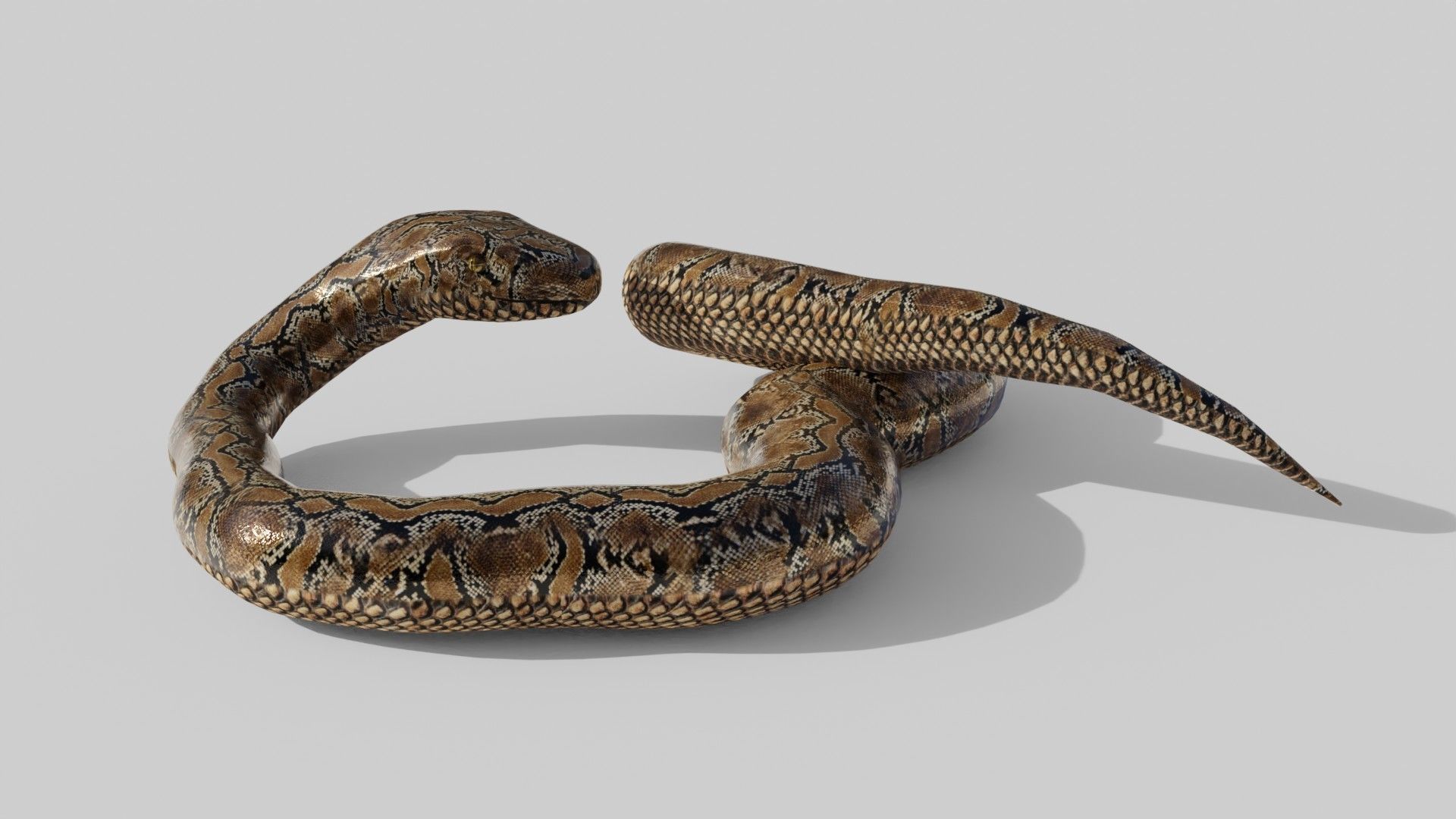 Python Snake - Low Poly -  Game Ready - PBR Low-poly 3D model_7