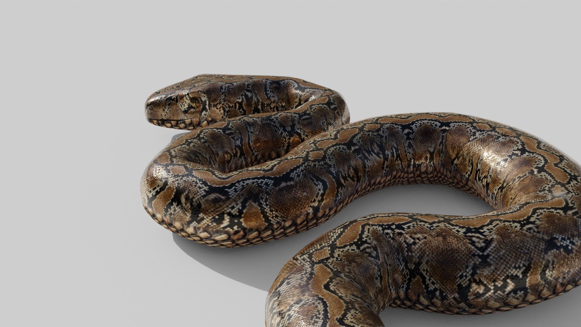 Python Snake - Low Poly -  Game Ready - PBR Low-poly 3D model_3