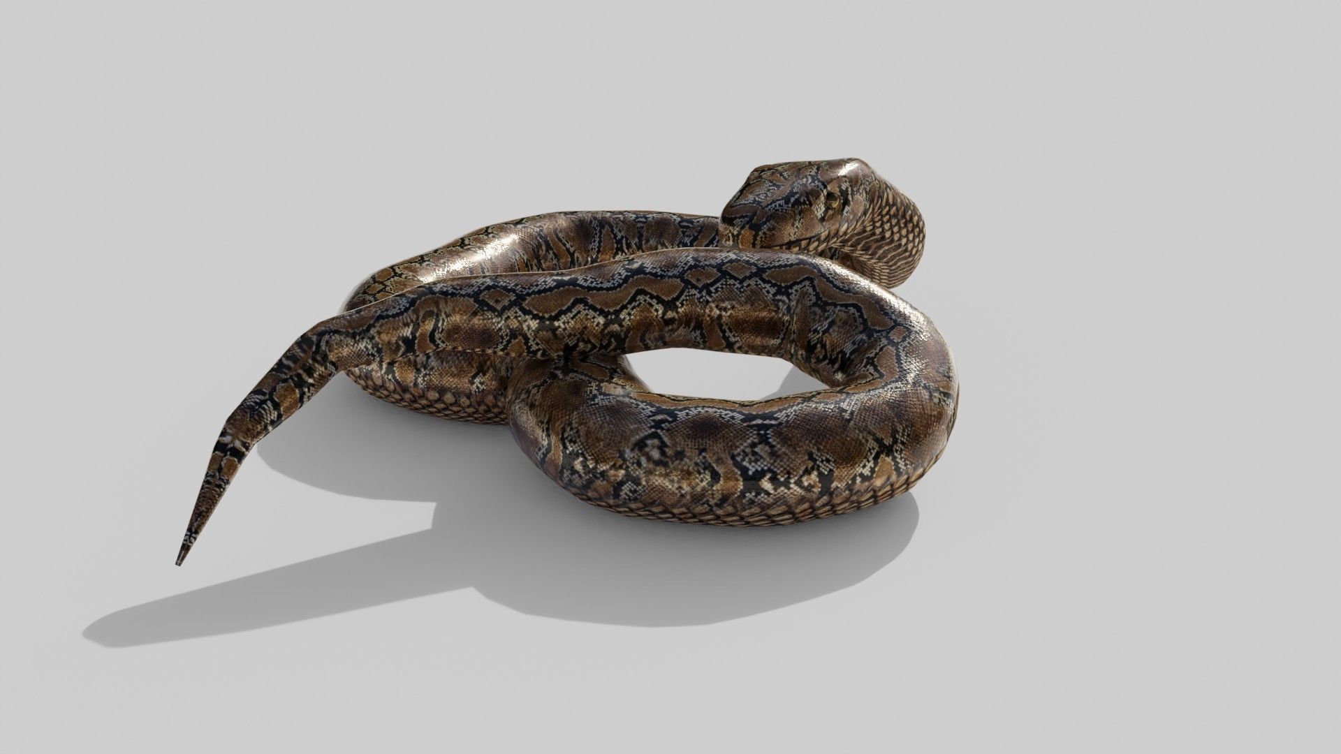 Python Snake - Low Poly -  Game Ready - PBR Low-poly 3D model_8