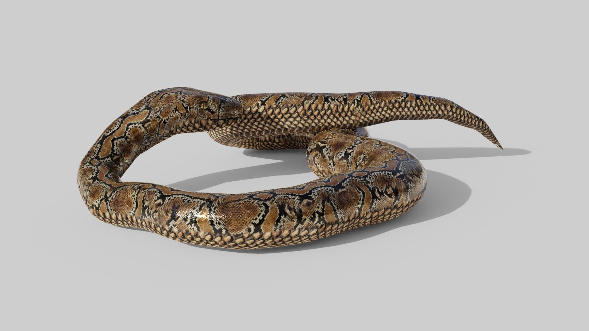 Python Snake - Low Poly -  Game Ready - PBR Low-poly 3D model_9
