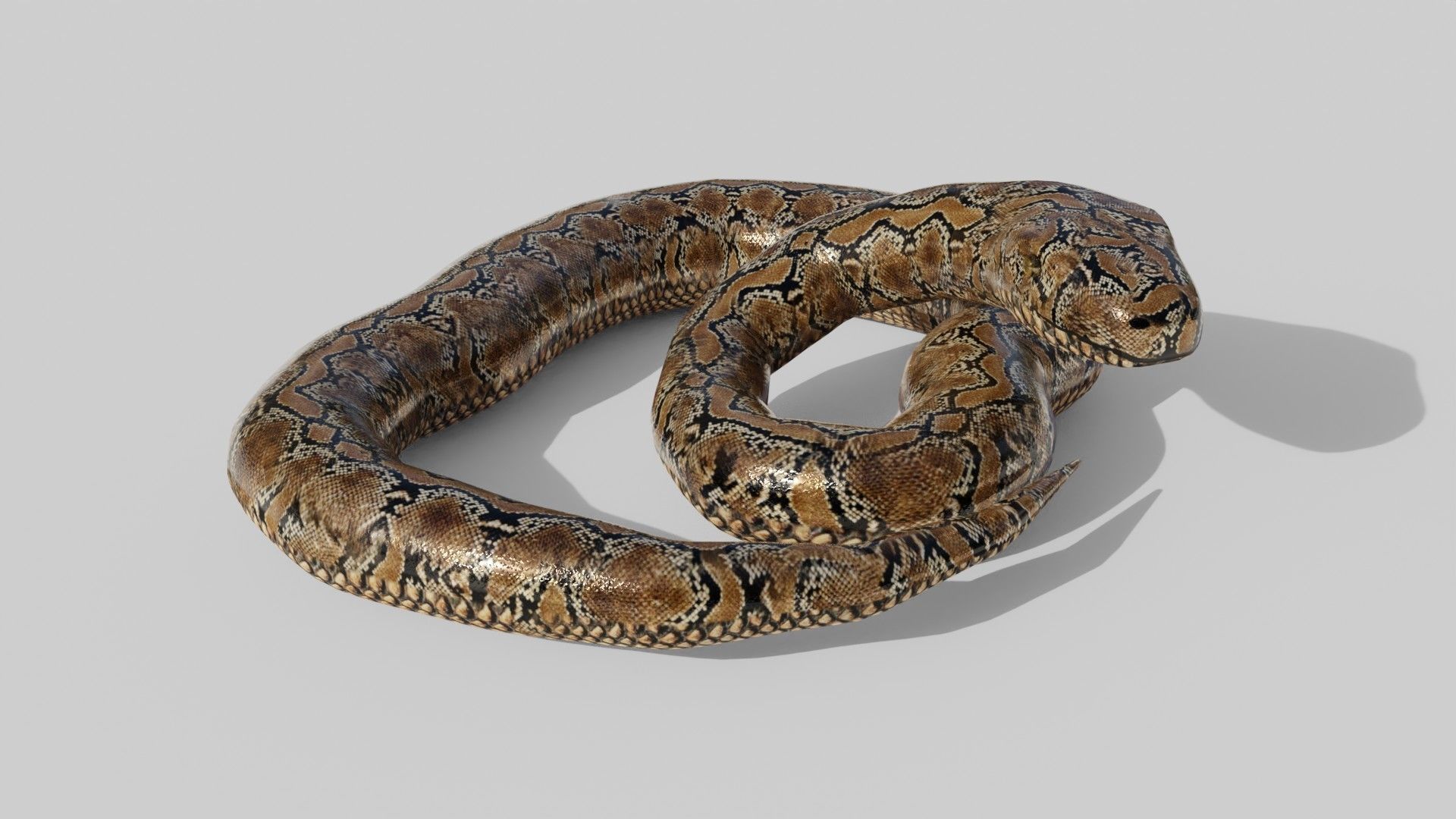 Python Snake - Low Poly -  Game Ready - PBR Low-poly 3D model_4
