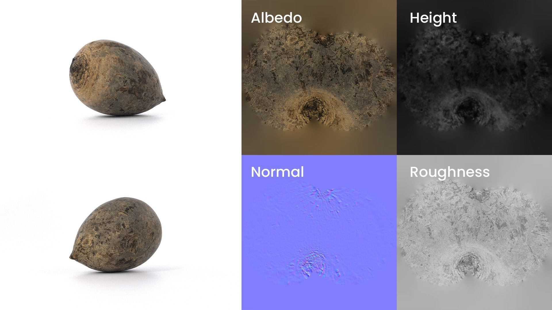 Beetroot 3D model photoscan Low-poly 3D model_8