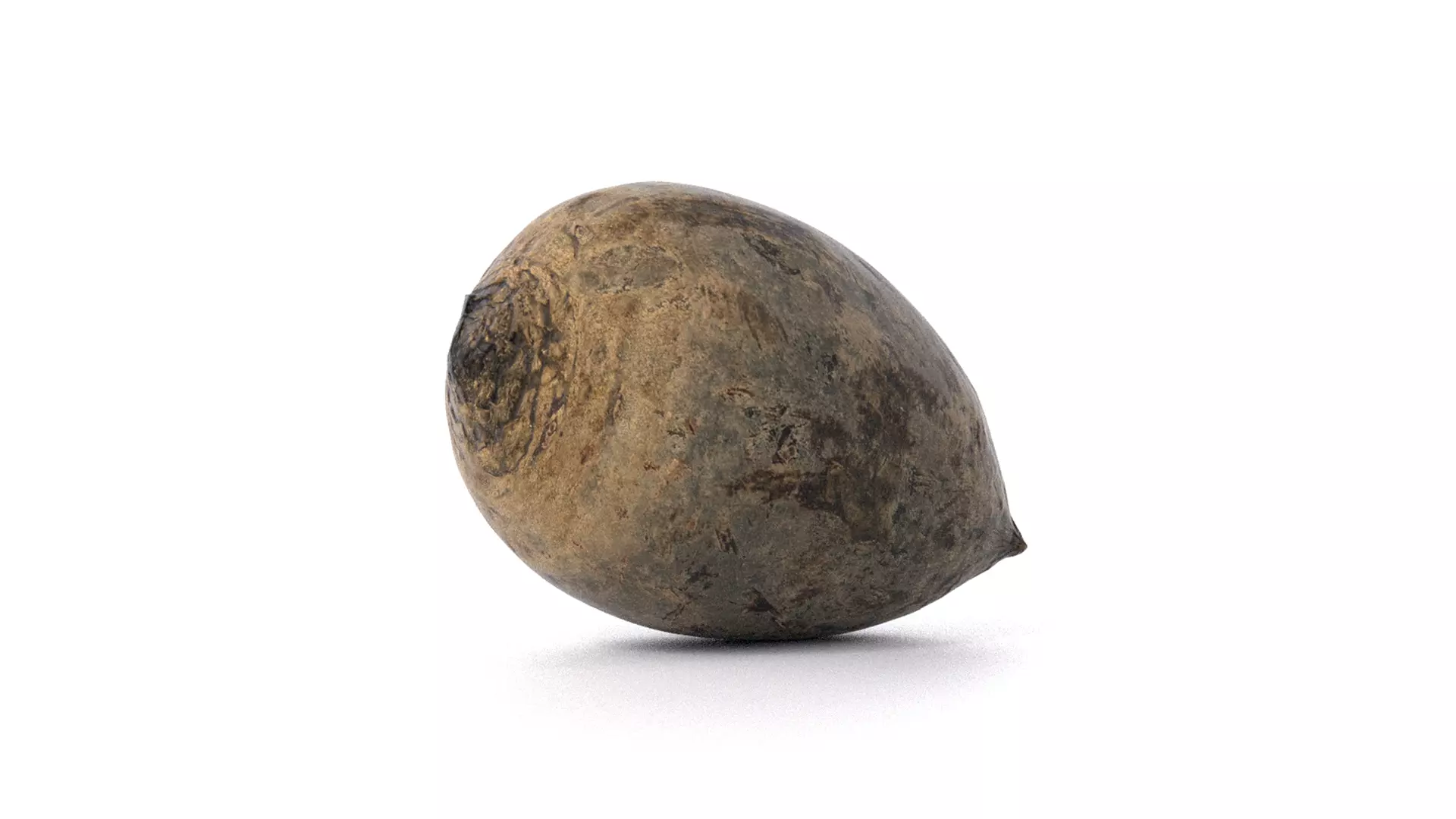 Beetroot 3D model photoscan Low-poly 3D model_0