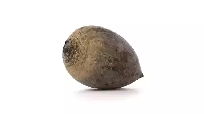 Beetroot 3D model photoscan