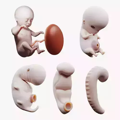 Fetal Development Stages - Human embryonic 3D model