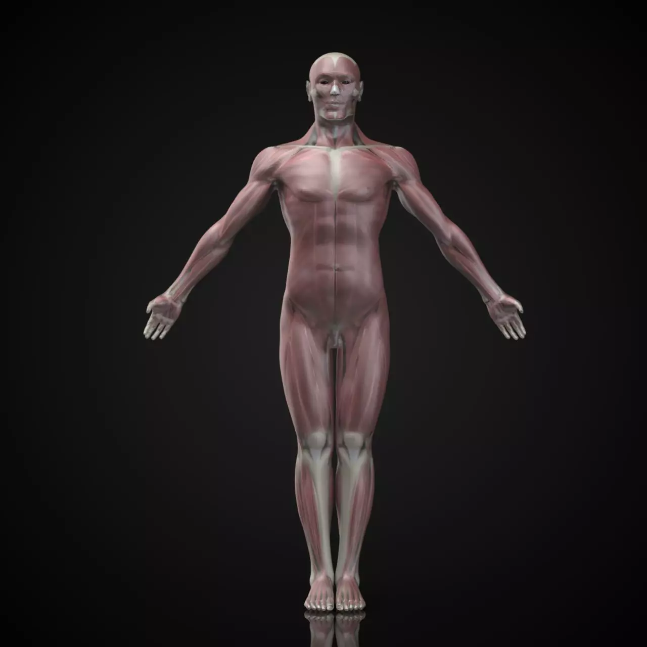 Human Anatomy 3D Atlas Bones Muscles skin 3D model