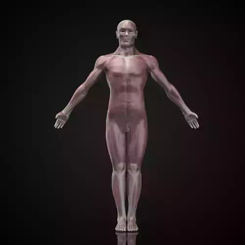 Human Anatomy 3D Atlas  Bones  Muscles  skin 3D model