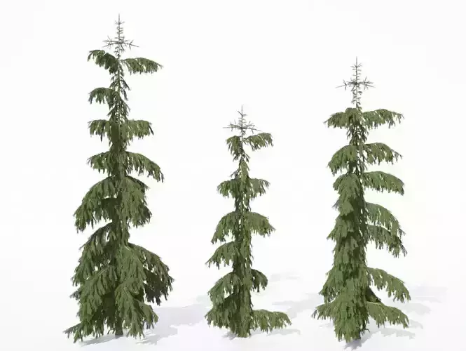 Coniferous trees 3D model