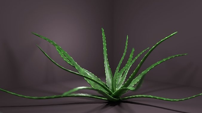 Aloe vera house plant 3D model