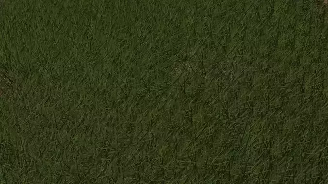 Semi-Realistic Grassy field Not Animated Free 3D model