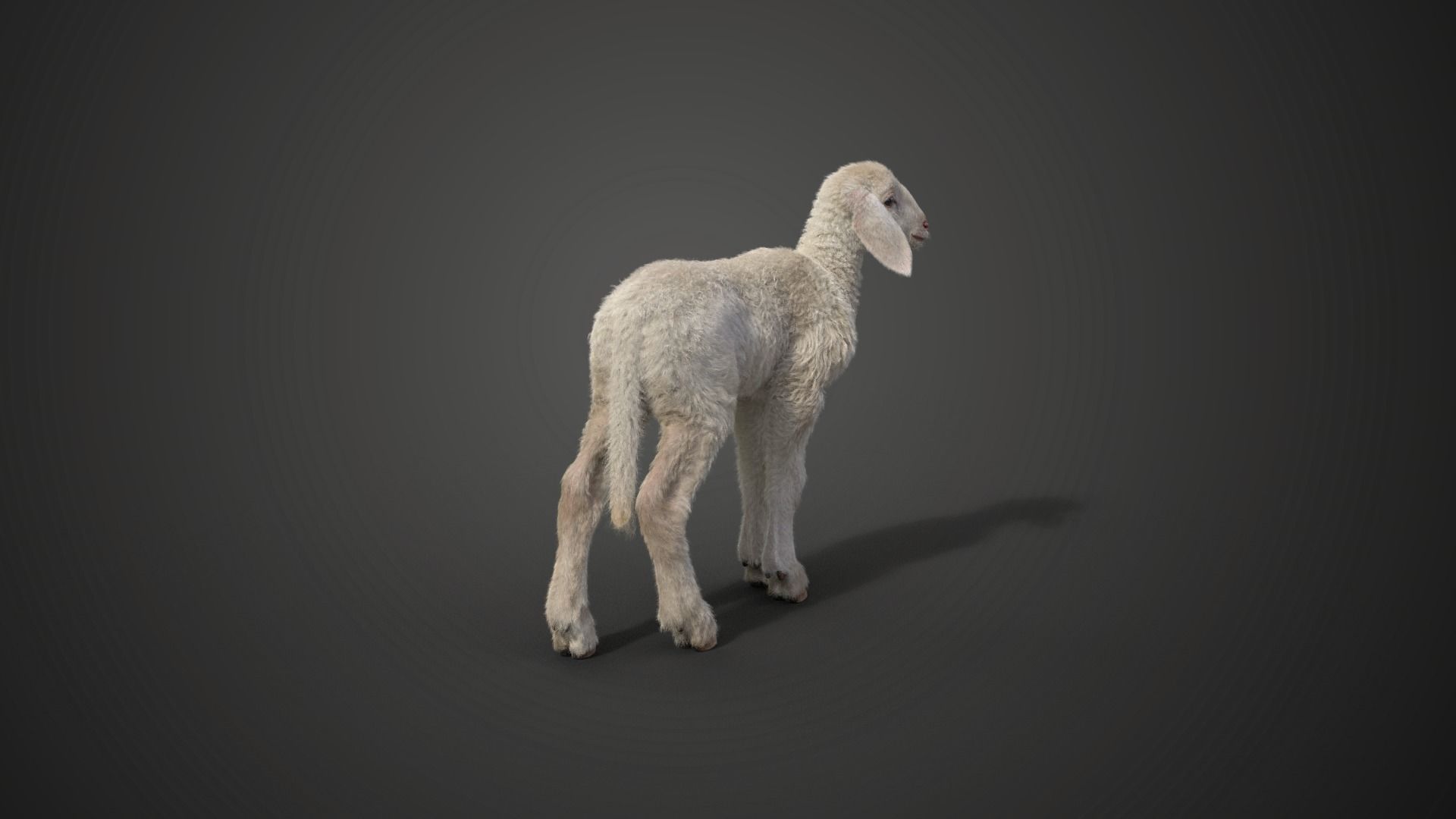 Baby Assaf Sheep Animated VFX Grace 3D model_8
