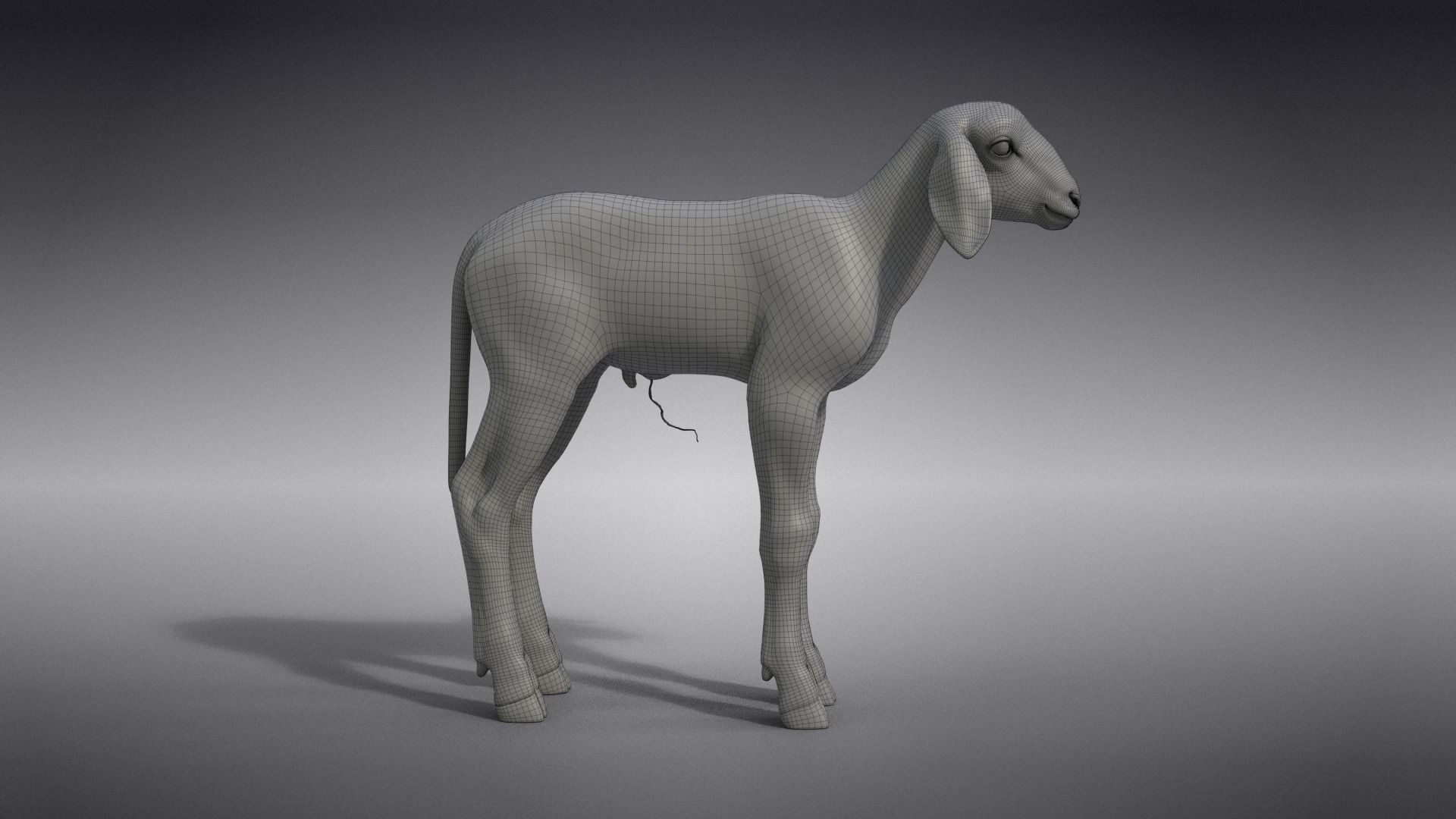 Baby Assaf Sheep Animated VFX Grace 3D model_28