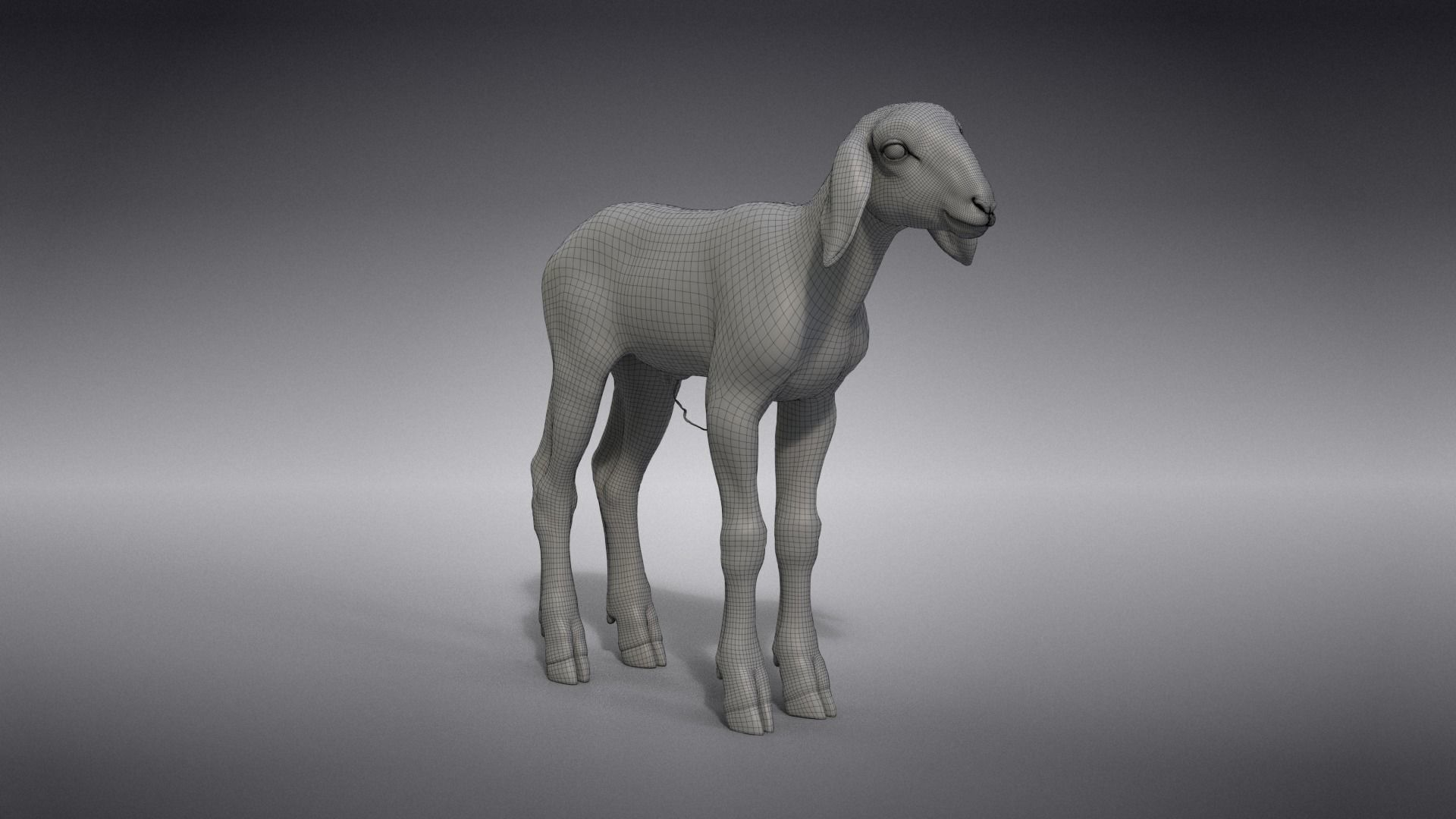 Baby Assaf Sheep Animated VFX Grace 3D model_27