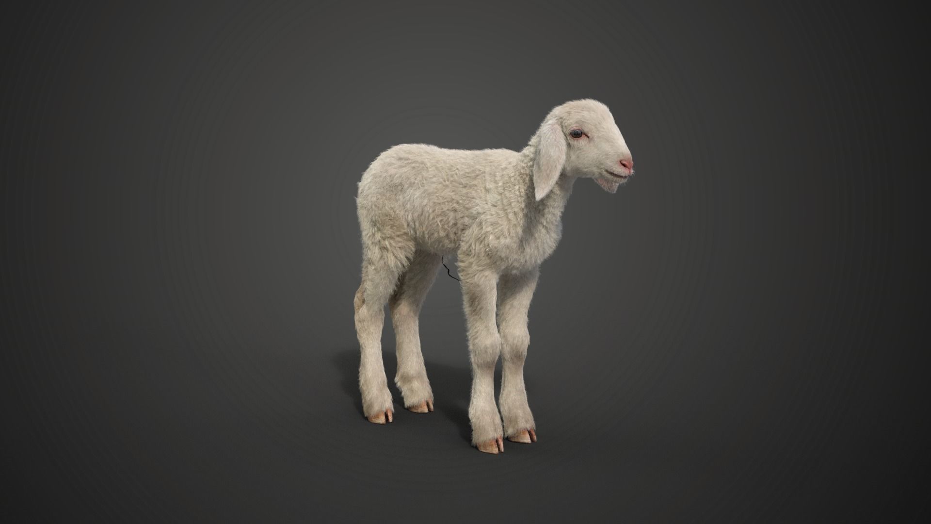 Baby Assaf Sheep Animated VFX Grace 3D model_9