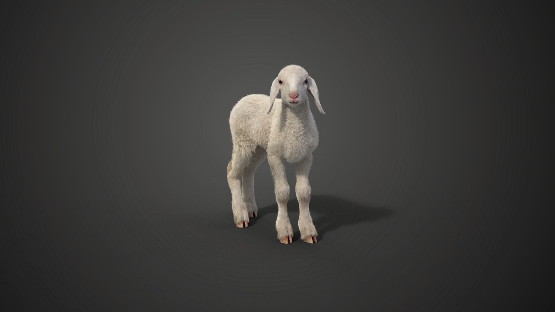 Baby Assaf Sheep Animated VFX Grace 3D model_5