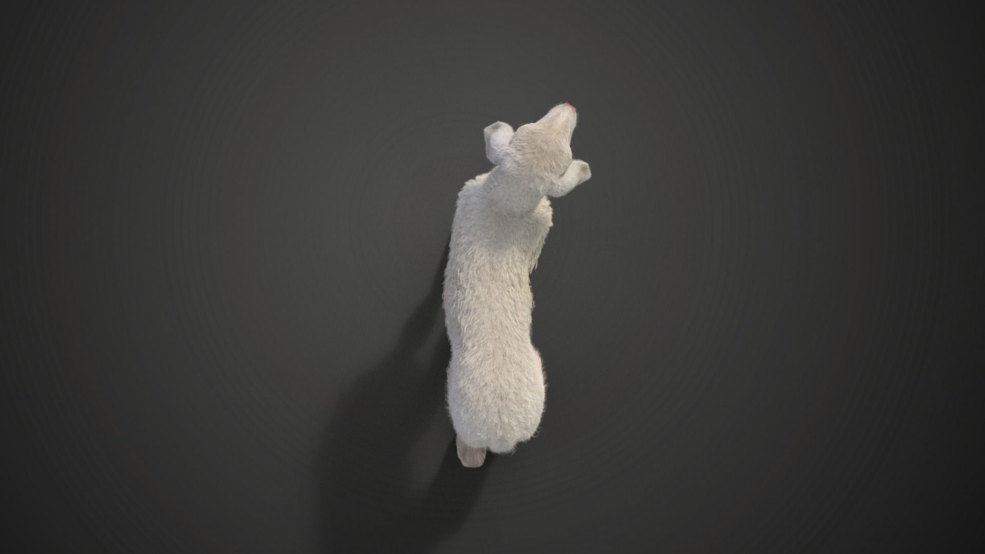 Baby Assaf Sheep Animated VFX Grace 3D model_10