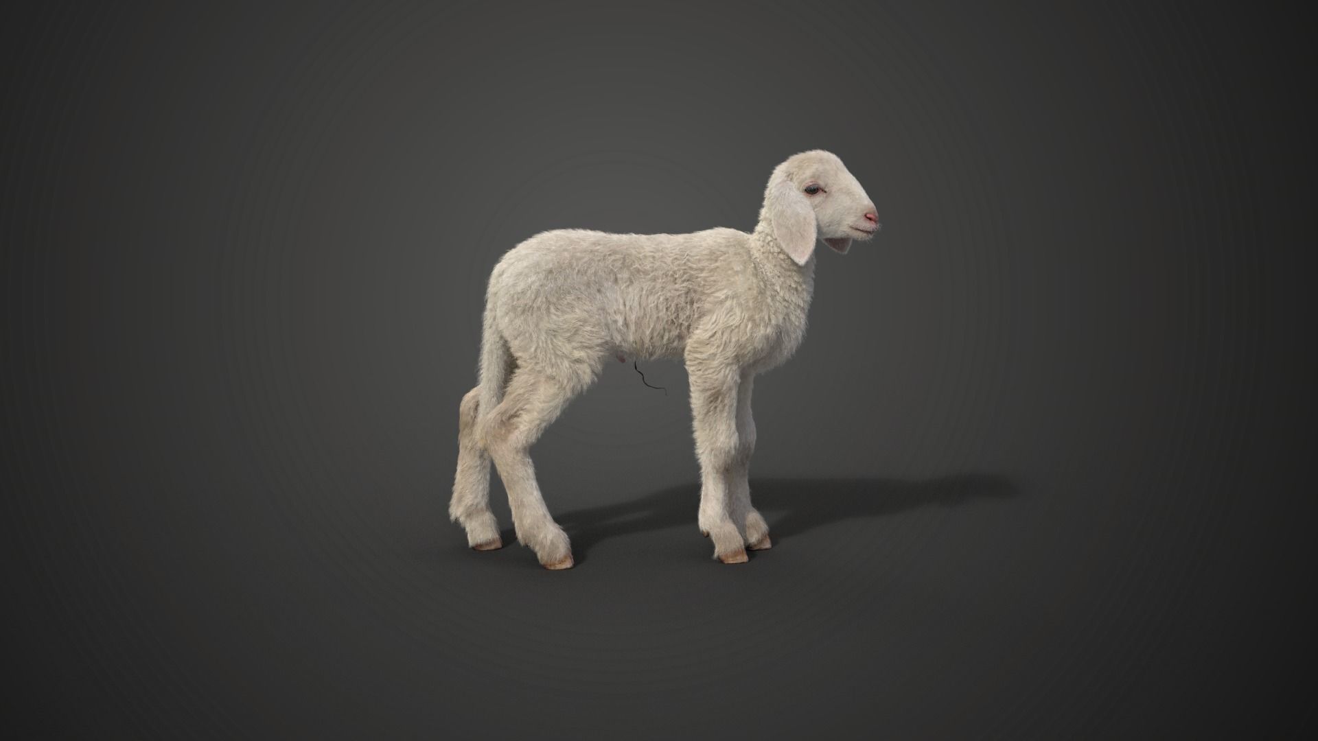 Baby Assaf Sheep Animated VFX Grace 3D model_7