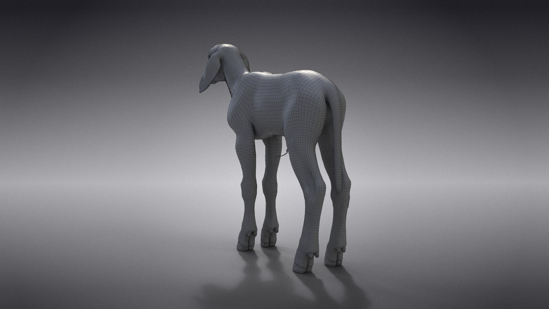 Baby Assaf Sheep Animated VFX Grace 3D model_29