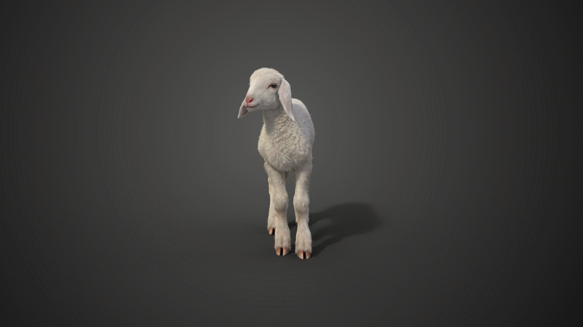 Baby Assaf Sheep Rigged VFX Grace  3D model_2