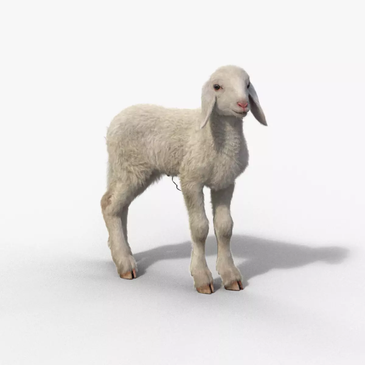 Baby Assaf Sheep Rigged VFX Grace  3D model_0