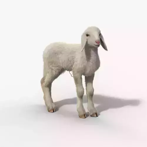 Baby Assaf Sheep Rigged VFX Grace  3D model