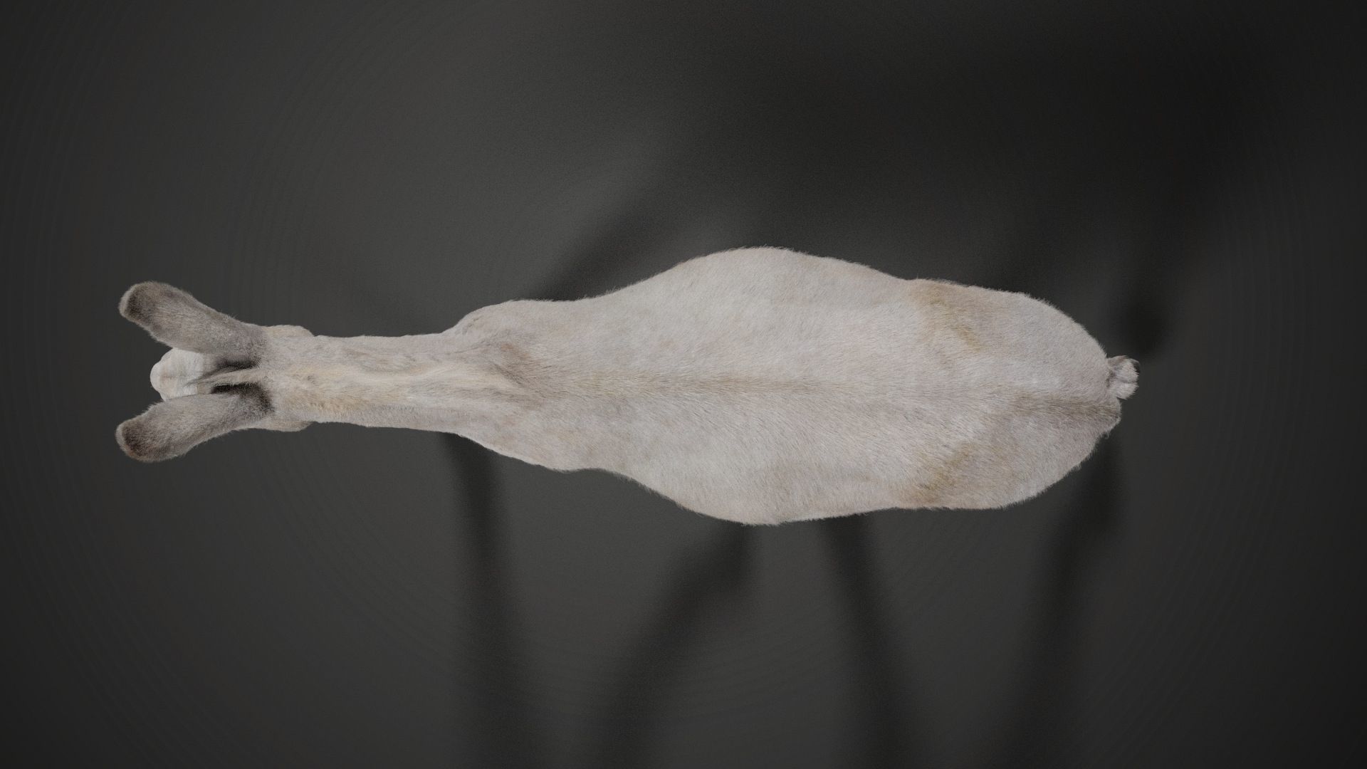 Israel white donkey Animated VFX Grace 3D model_10