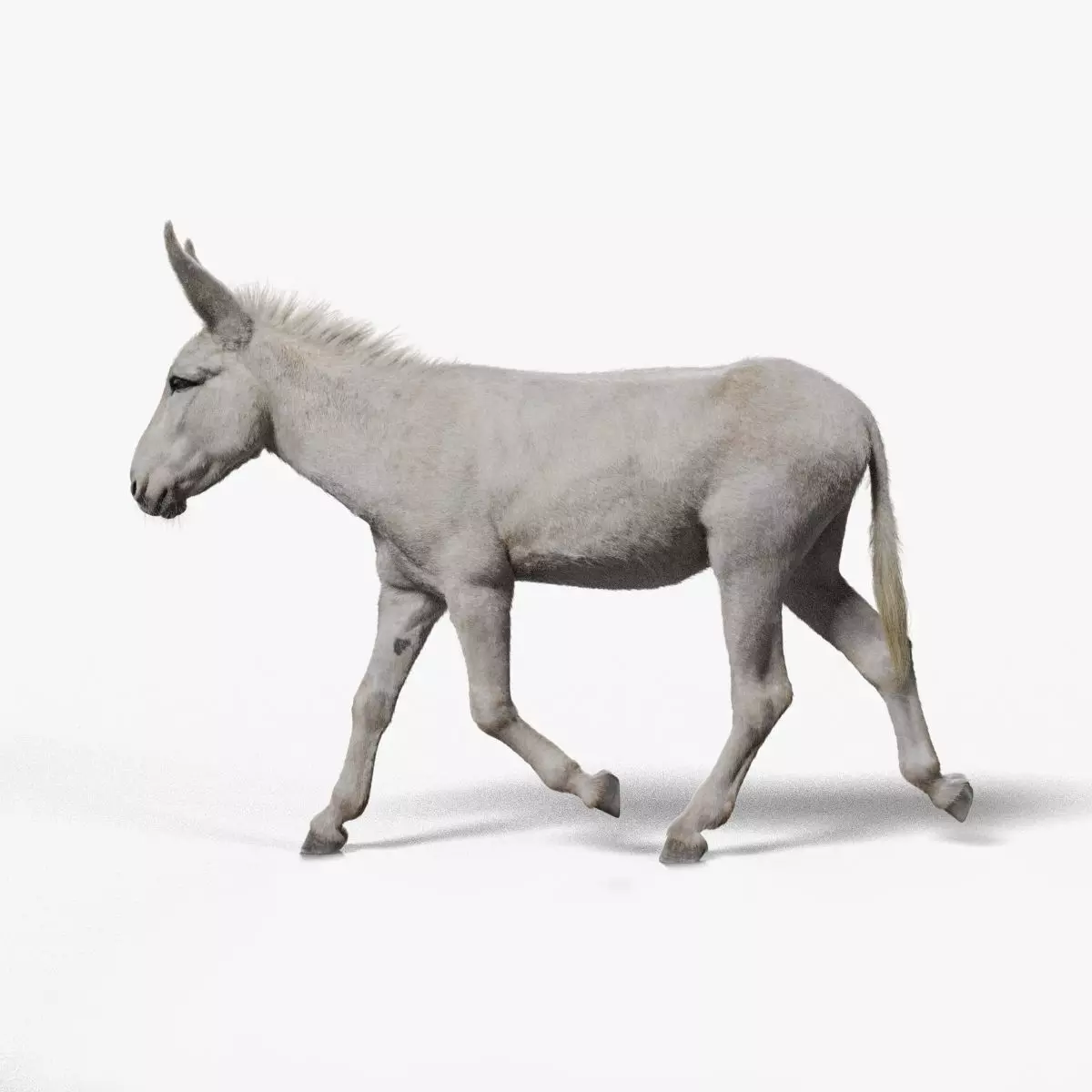 Israel white donkey Animated VFX Grace 3D model_0