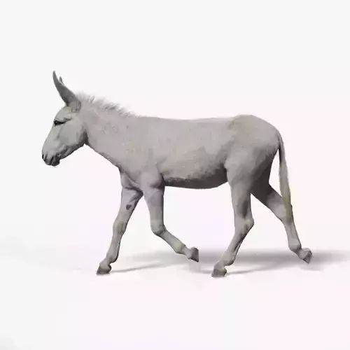 Israel white donkey Animated VFX Grace 3D model