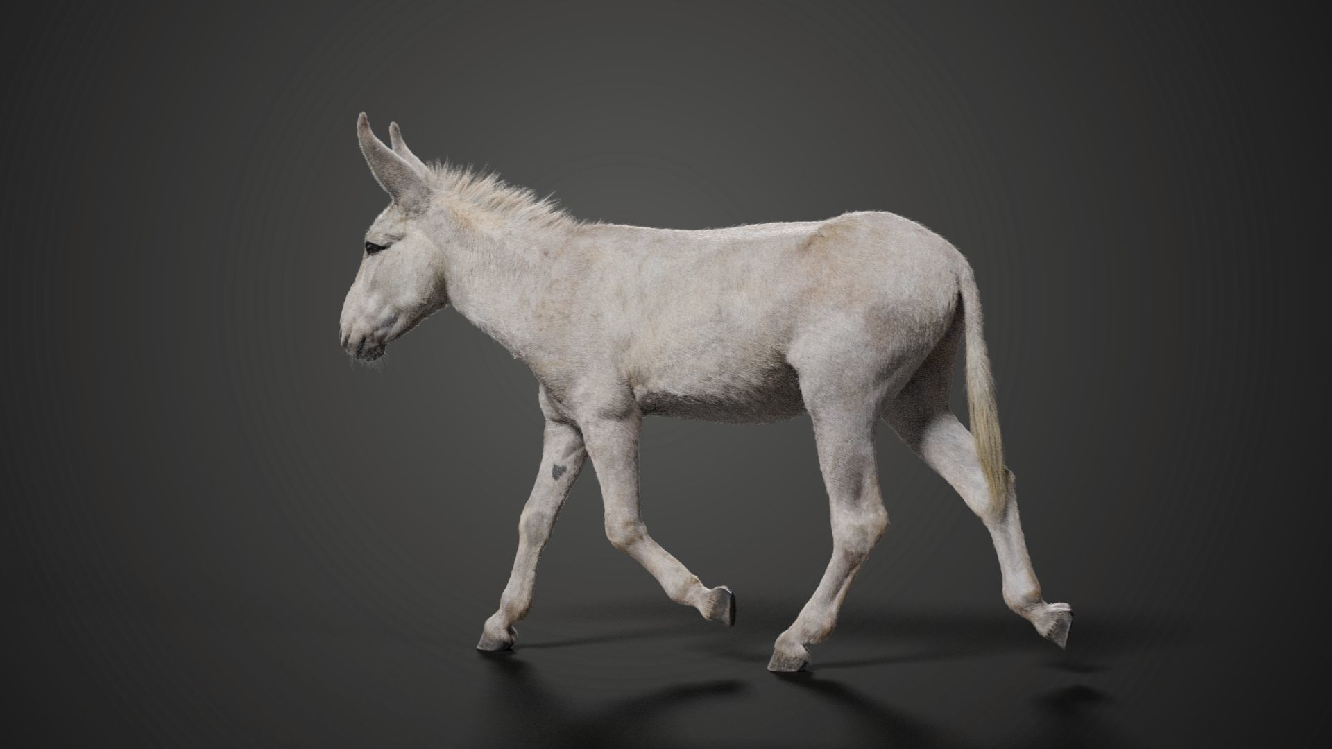 Israel white donkey Animated VFX Grace 3D model_7
