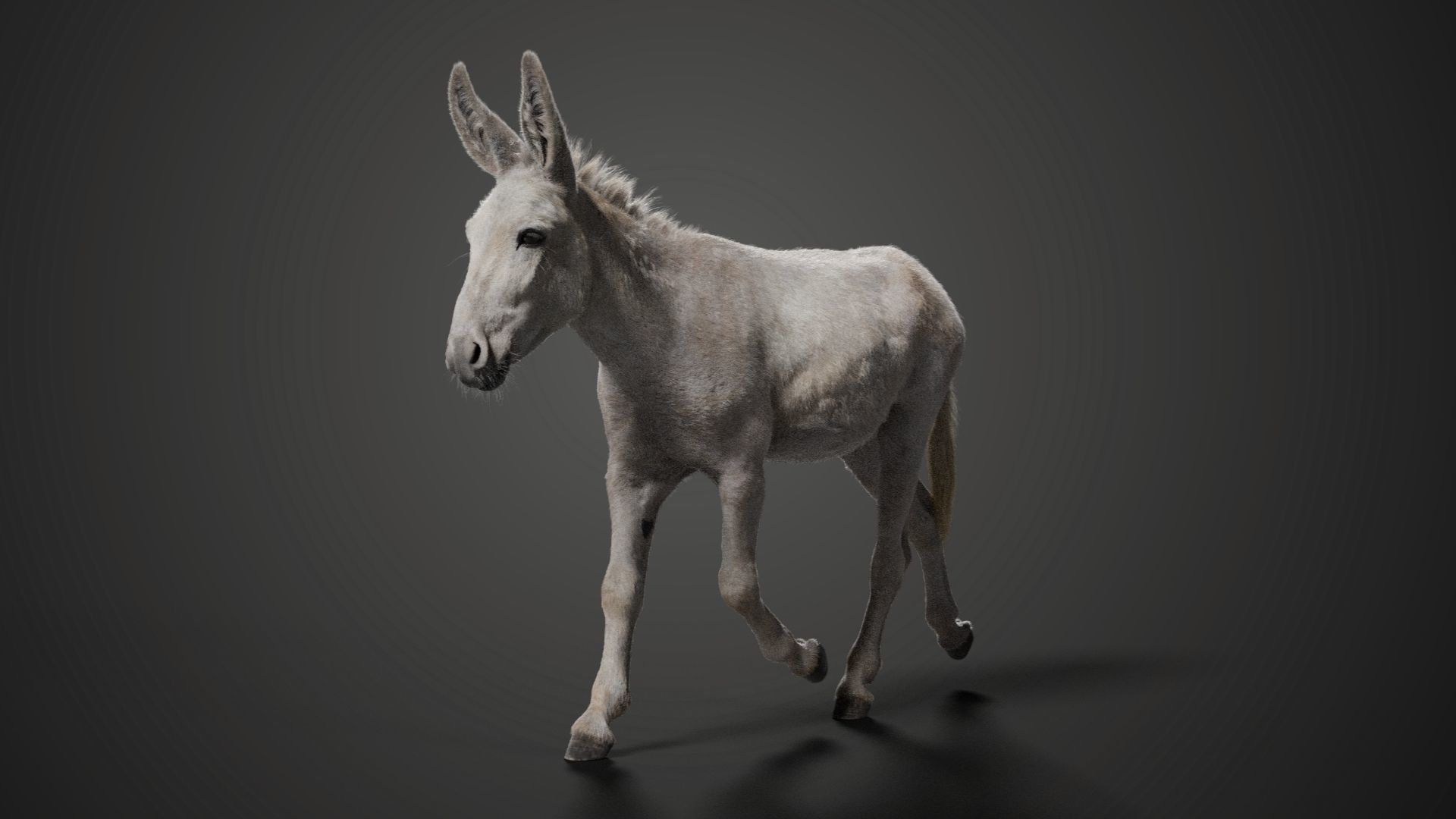 Israel white donkey Animated VFX Grace 3D model_8