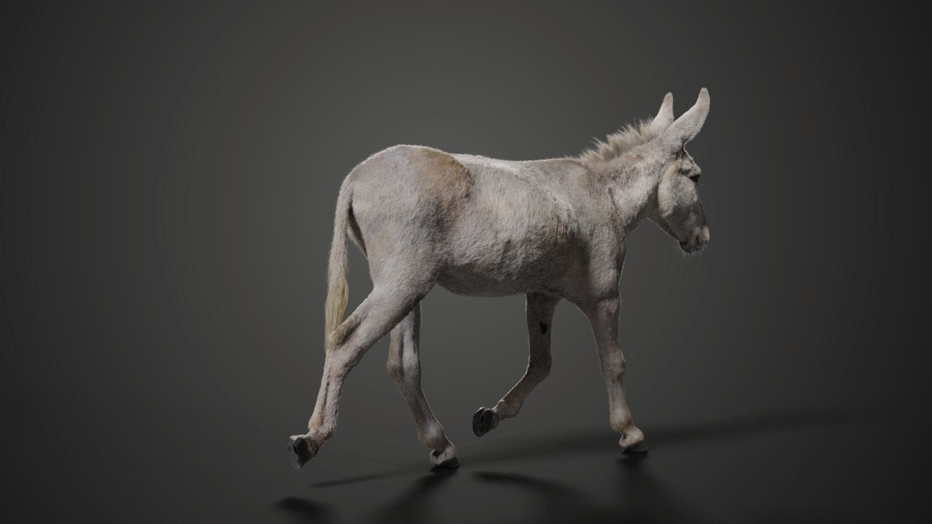 Israel white donkey Animated VFX Grace 3D model_6