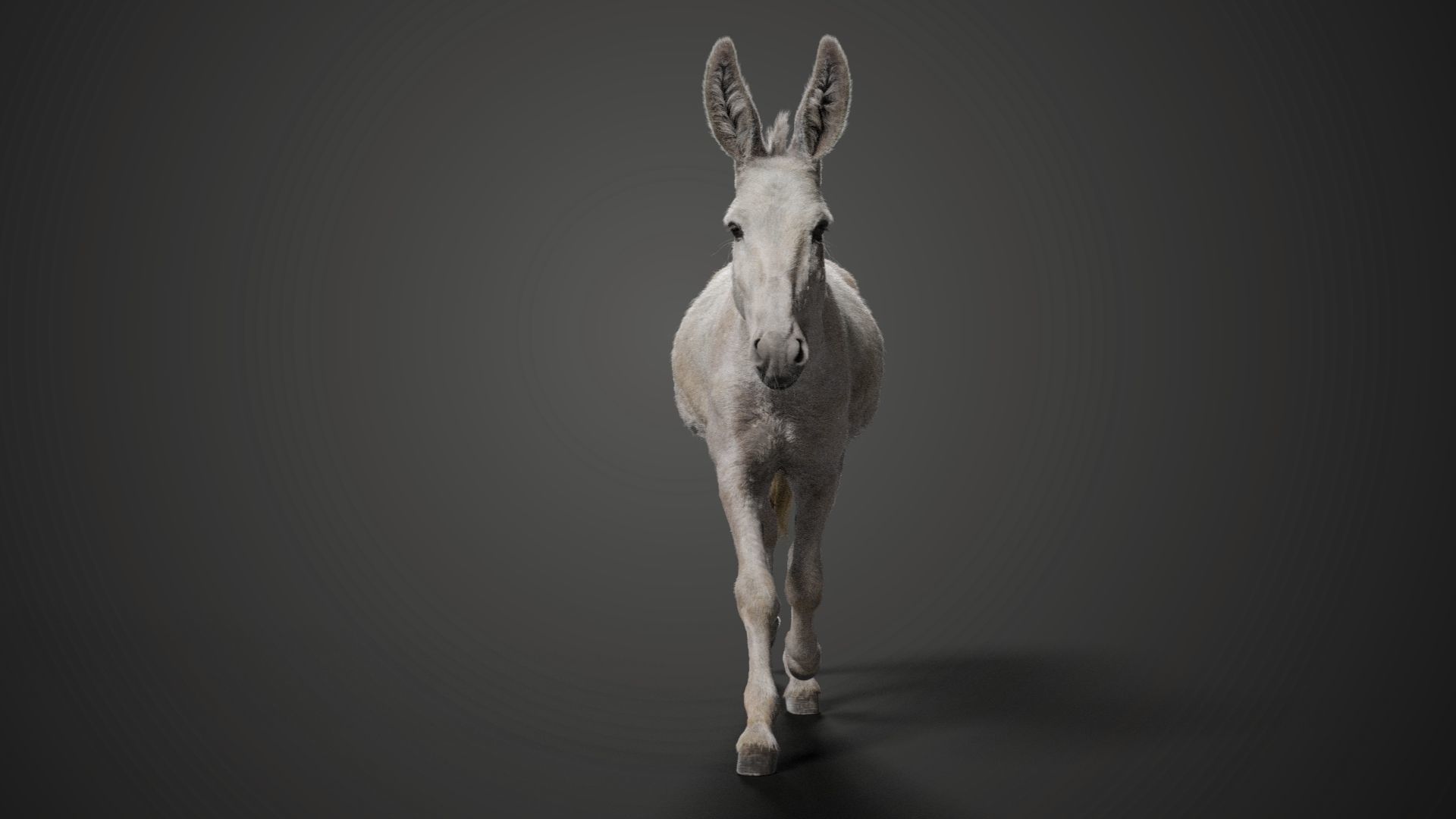 Israel white donkey Animated VFX Grace 3D model_9