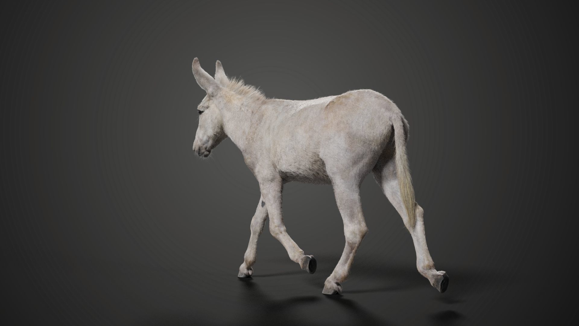 Israel white donkey Animated VFX Grace 3D model_5