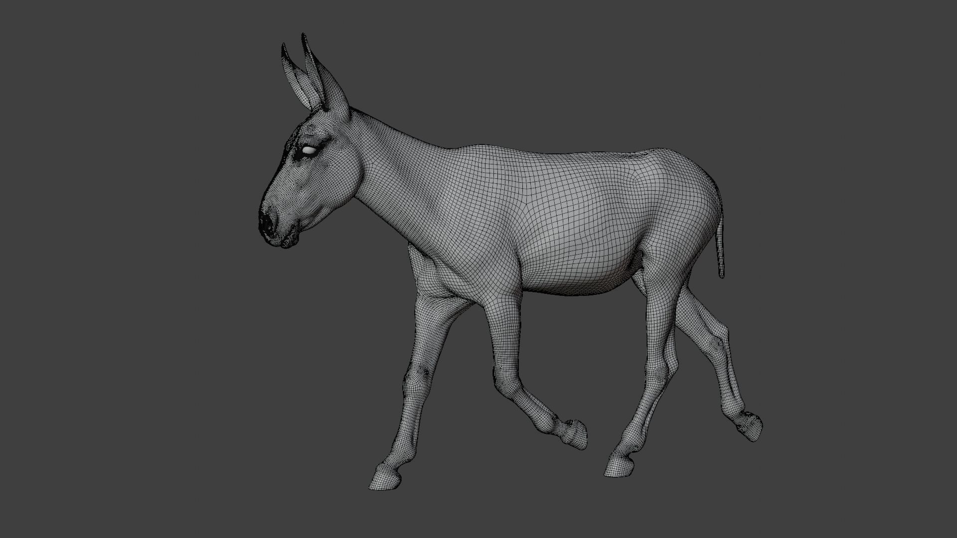 Israel white donkey Animated VFX Grace 3D model_19