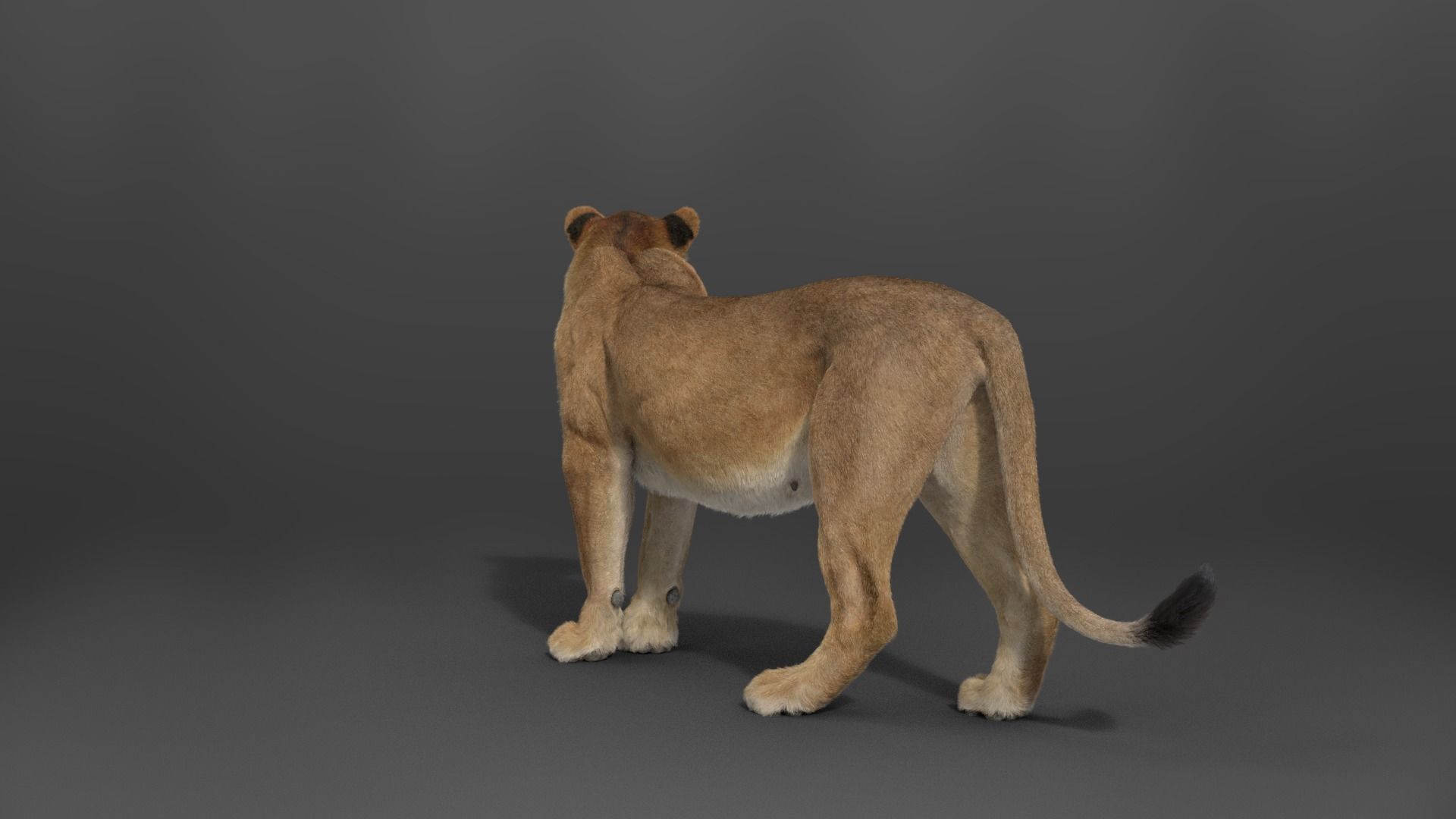 Female Lion Animated VFX Grace   3D model_14