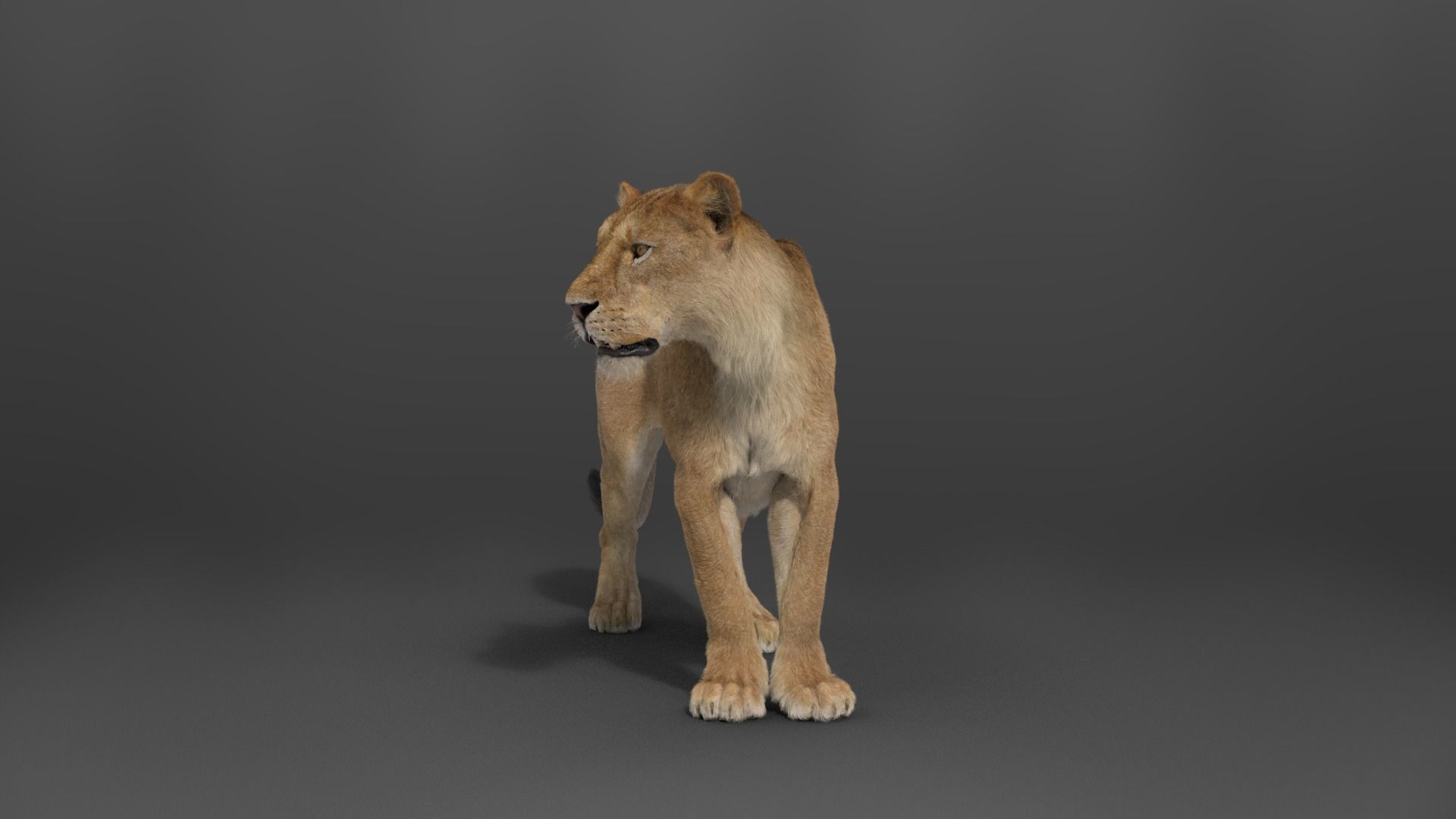 Female Lion Animated VFX Grace   3D model_11