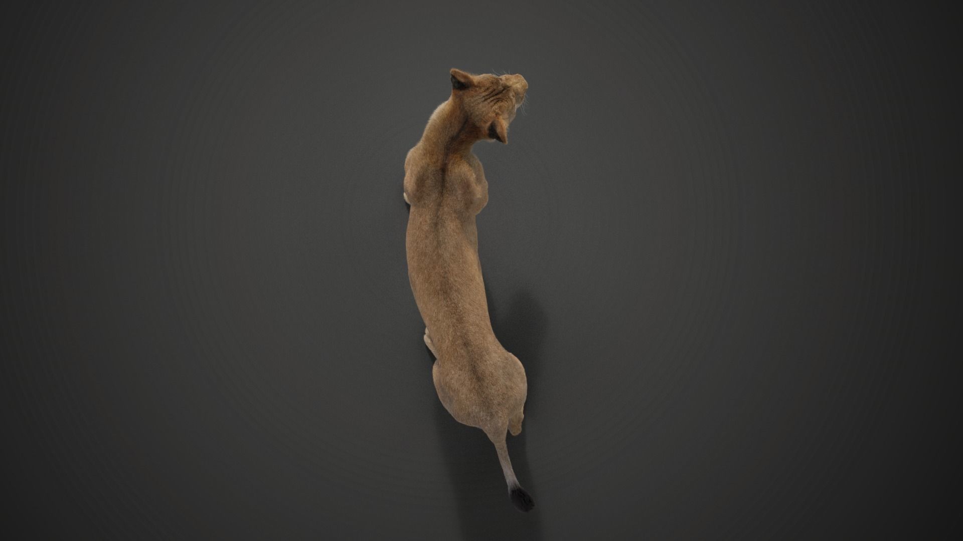 Female Lion Animated VFX Grace   3D model_17