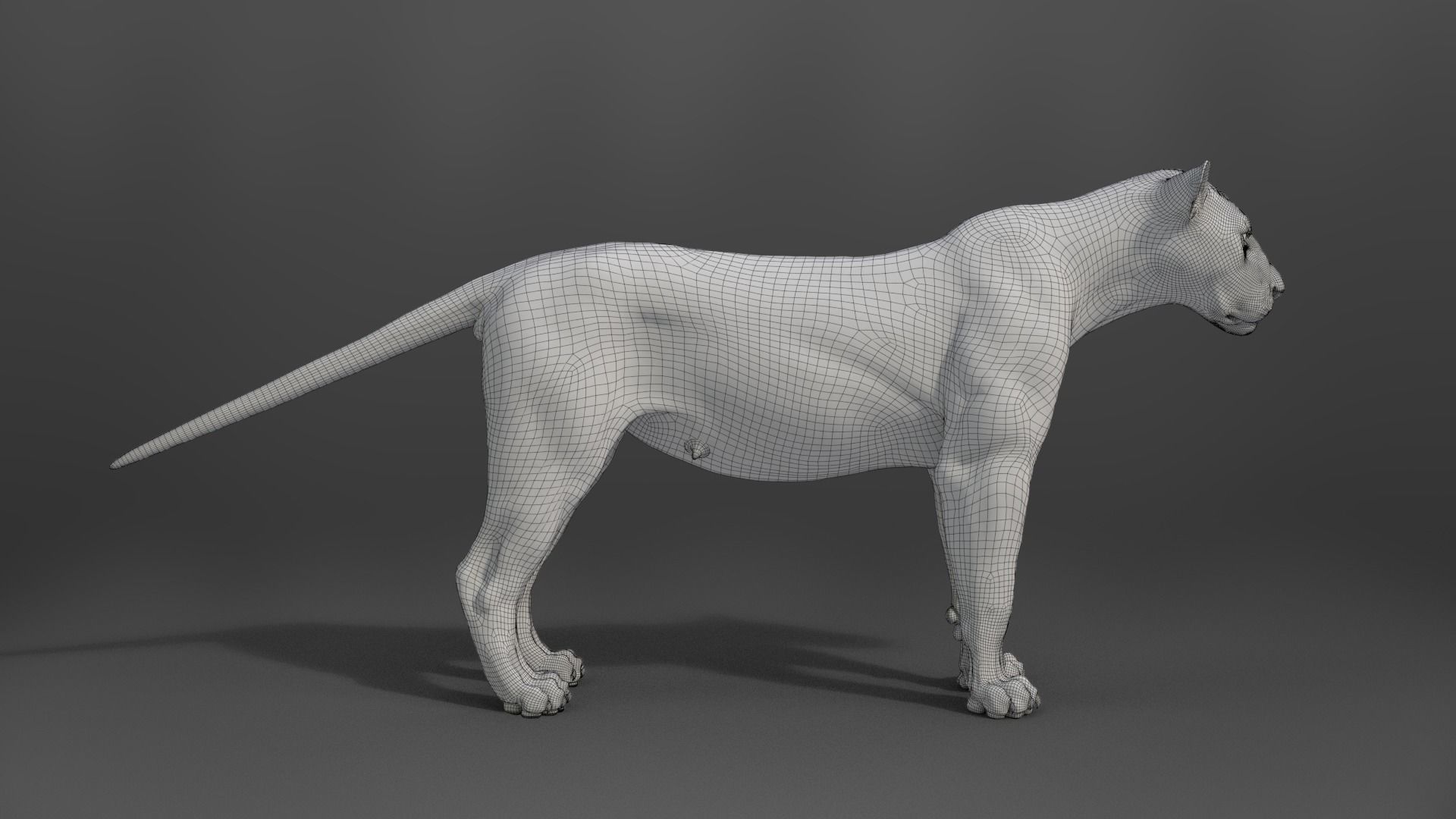 Female Lion Animated VFX Grace   3D model_25