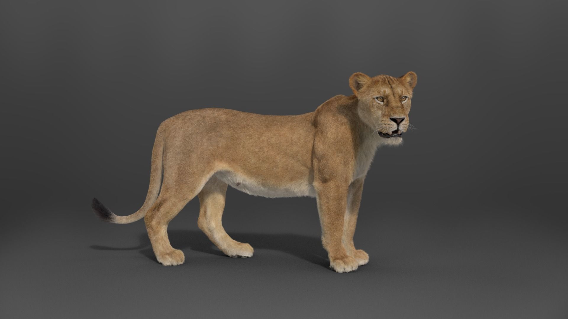 Female Lion Animated VFX Grace   3D model_12