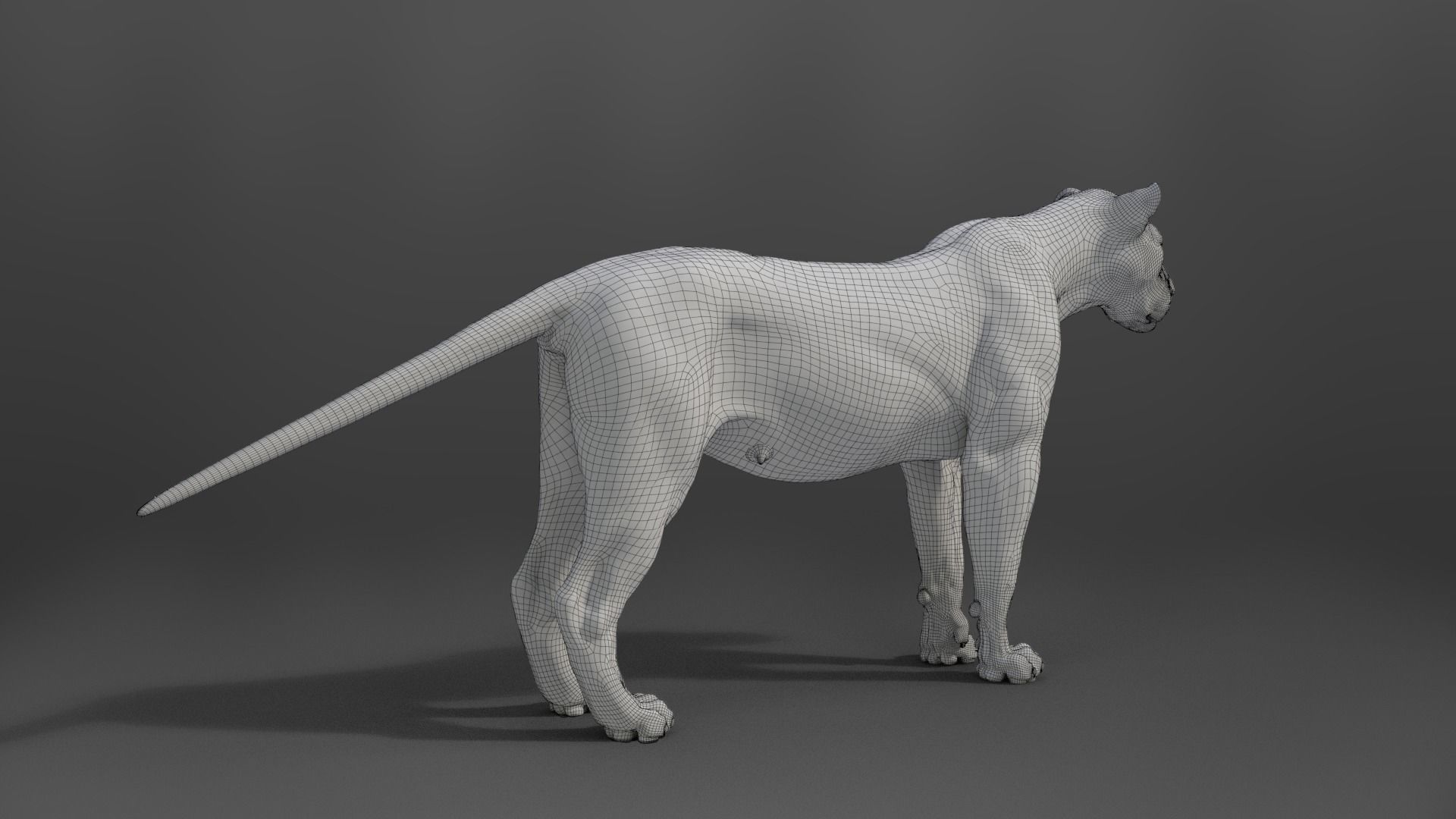 Female Lion Animated VFX Grace   3D model_26